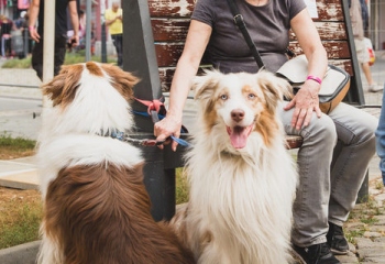 Dogs